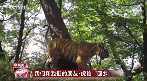 東北虎豹數(shù)量逐漸增加,，國(guó)家公園照亮虎豹“回鄉(xiāng)”之路,！