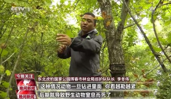 東北虎豹數(shù)量逐漸增加,，國(guó)家公園照亮虎豹“回鄉(xiāng)”之路！