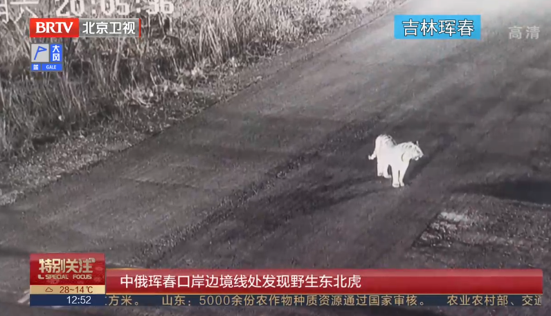 中俄琿春口岸邊境線處發(fā)現(xiàn)野生東北虎