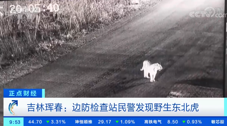 吉林琿春：邊防檢查站民警發(fā)現(xiàn)野生東北虎