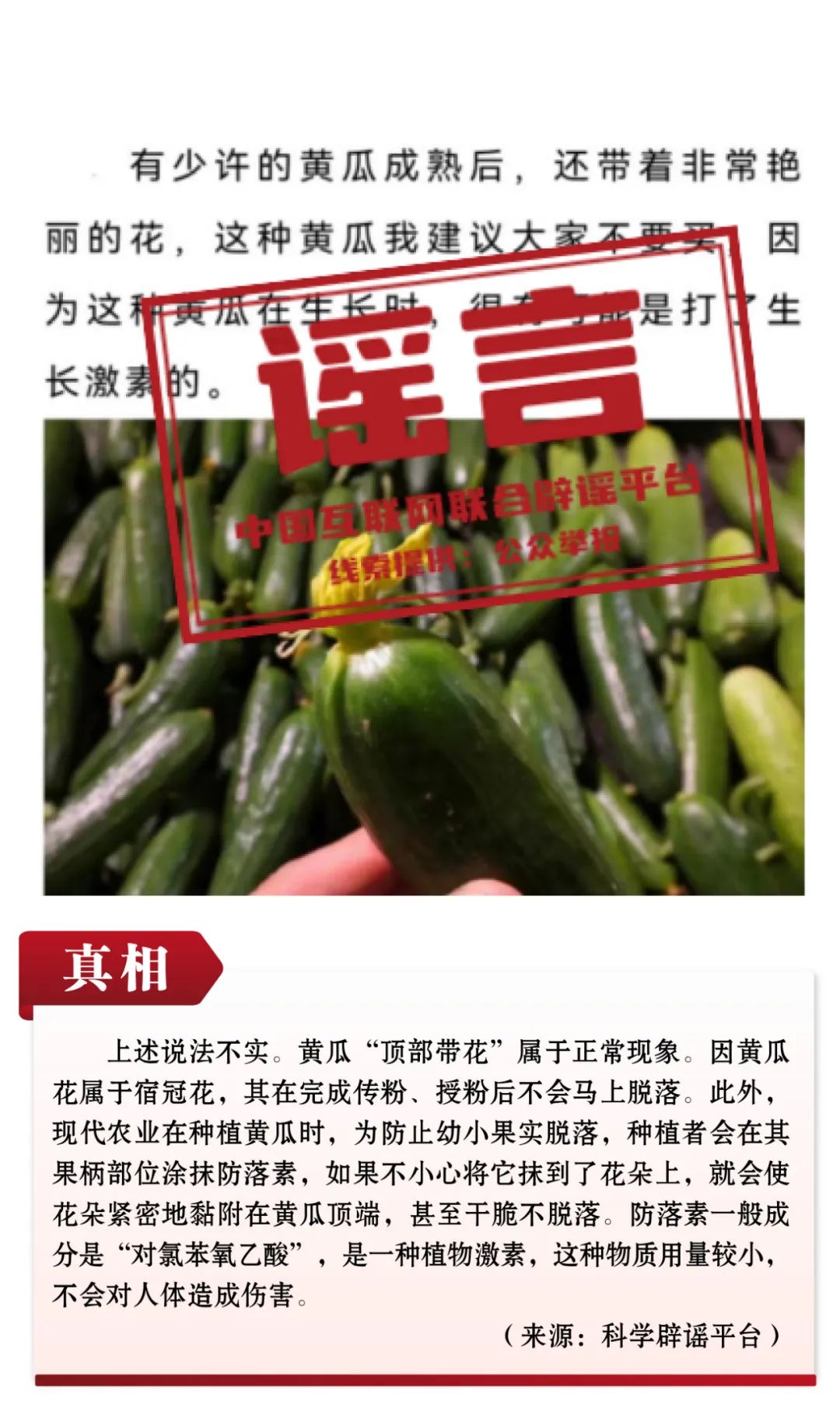謠言：黃瓜頂部帶花是因為打了激素，不能吃,？