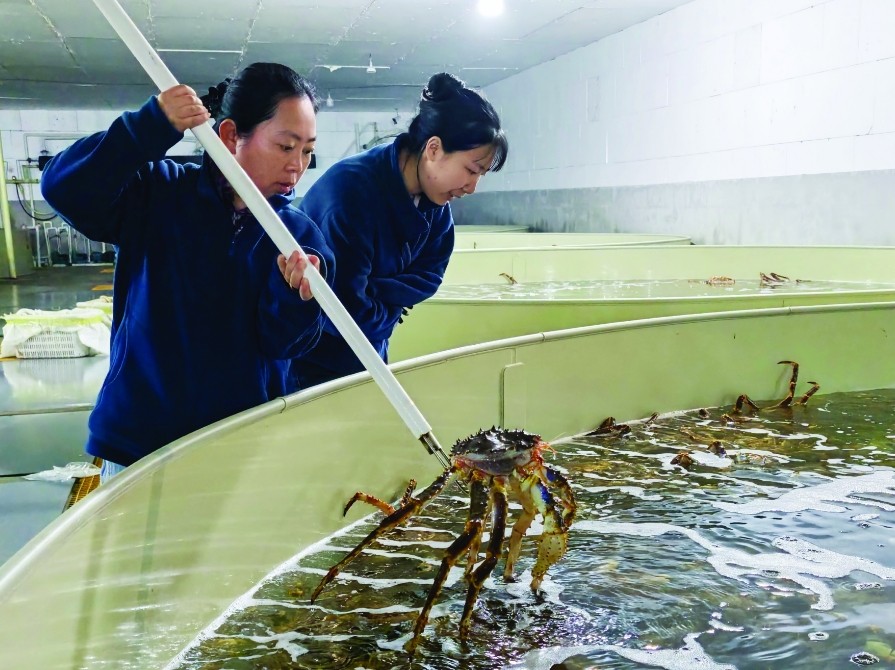 圖為琿春市水產(chǎn)企業(yè)員工在查看新到貨的帝王蟹