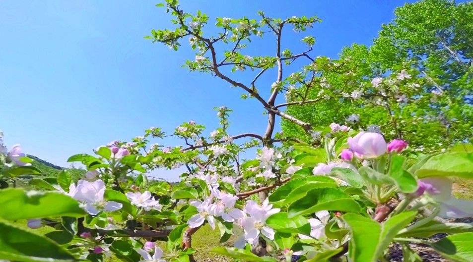 圖為競相綻放的蘋果花